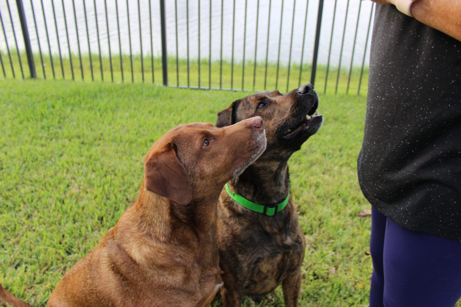 Illustrates the time and effort taken by the dogs' owner to train them.
