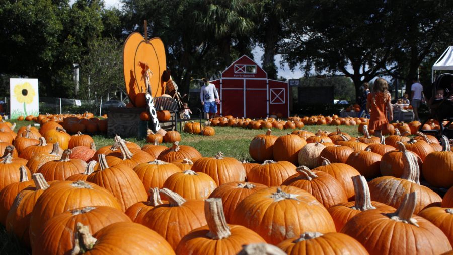 A pumpkin patch with decorations and visitors.