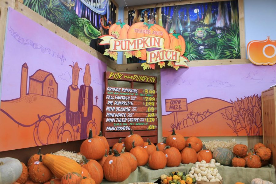 In the corner of Trader Joes off University Drive sits a ton of pumpkins to choose from. Pumpkin picking has been a fall tradition in many local stores for several years.